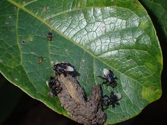 Tetrigona melanoleuca