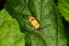 Chauliognathus ignaciosus