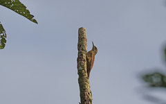 Dendrocolaptes picumnus