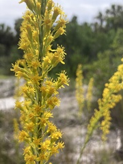 Solidago virgata