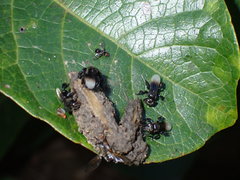 Tetrigona melanoleuca