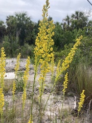 Solidago virgata
