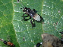 Tetrigona melanoleuca