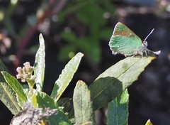 Callophrys dumetorum