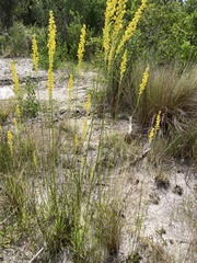 Solidago virgata