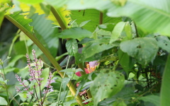 Campylopterus largipennis