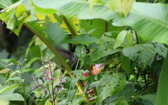 Campylopterus largipennis