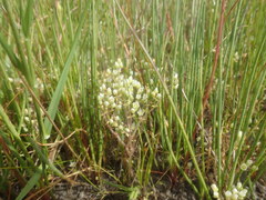 Crassula natans