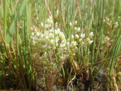 Crassula natans