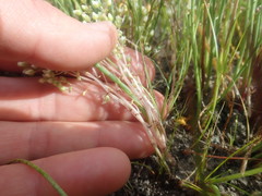 Crassula natans