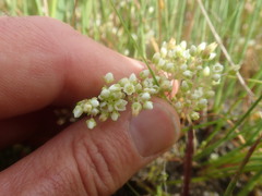 Crassula natans