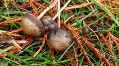 Panaeolus olivaceus