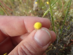 Cotula filifolia
