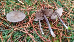 Nolanea edulis concentrica