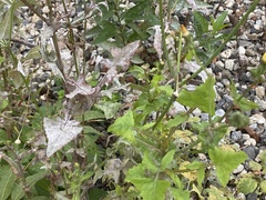 Golovinomyces sonchicola