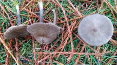 Nolanea edulis concentrica