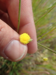 Cotula filifolia