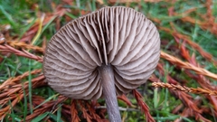 Nolanea edulis concentrica