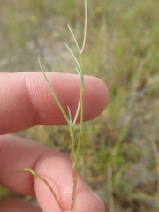 Cotula filifolia