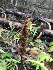 Orobanche pallidiflora