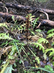 Orobanche pallidiflora