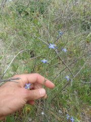 Heliophila adpressa