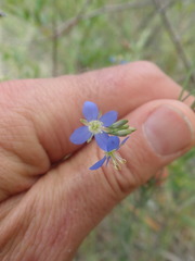 Heliophila adpressa