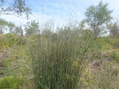 Thamnochortus spicigerus