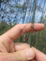 Thamnochortus spicigerus