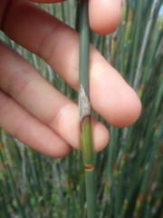 Thamnochortus spicigerus