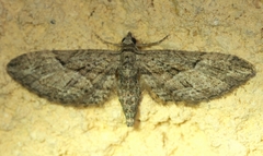 Eupithecia oxycedrata