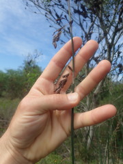 Thamnochortus spicigerus