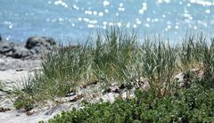 Thinopyrum distichum