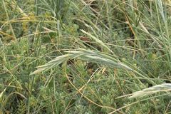 Thinopyrum distichum