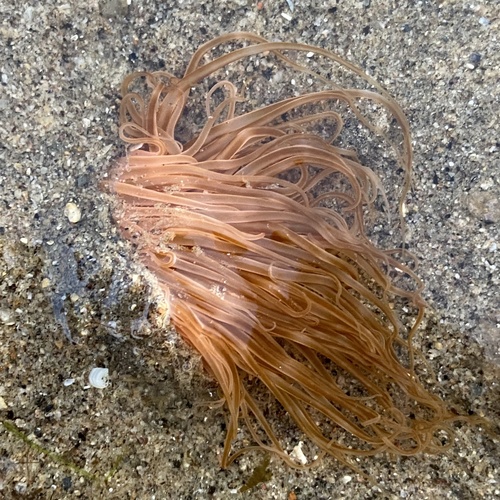 Photo of Tube-dwelling anemone (Pachycerianthus fimbriatus)