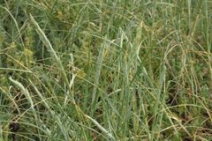 Thinopyrum distichum
