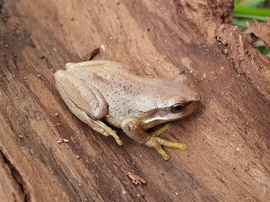 Southern Brown Tree Frog In October 2021 By Nomennudum · INaturalist ...