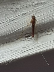 Ephemeroptera