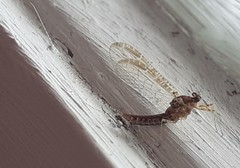 Ephemeroptera
