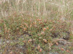Hermannia ternifolia