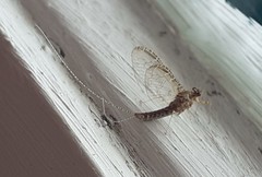 Ephemeroptera