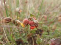 Hermannia ternifolia
