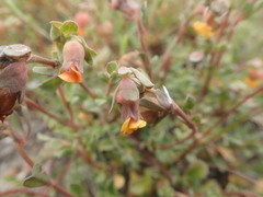 Hermannia ternifolia