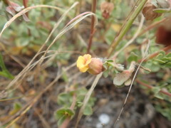Hermannia ternifolia