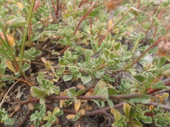 Hermannia ternifolia