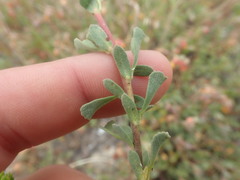 Hermannia ternifolia