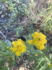 Paracyphononyx funereus