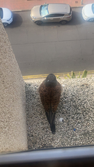 Falco tinnunculus canariensis