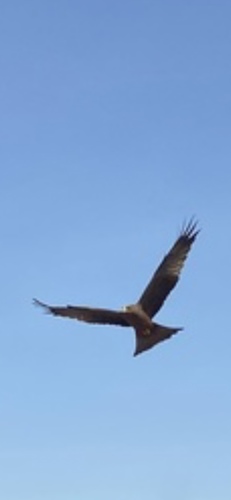 Black Kite
