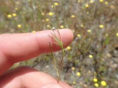 Cotula filifolia